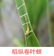 稻纵卷叶螟