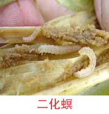 二化螟