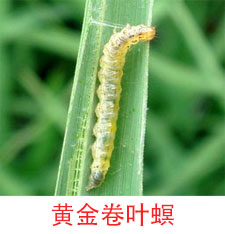 黄金卷叶螟