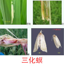 三化螟