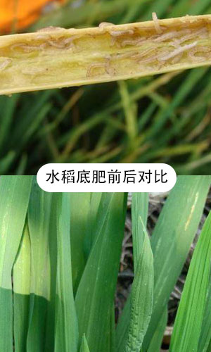 水稻底肥对比图