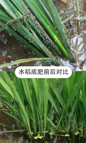 水稻底肥对比图2