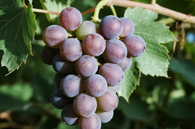 葡萄
