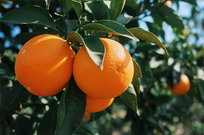 柑橘