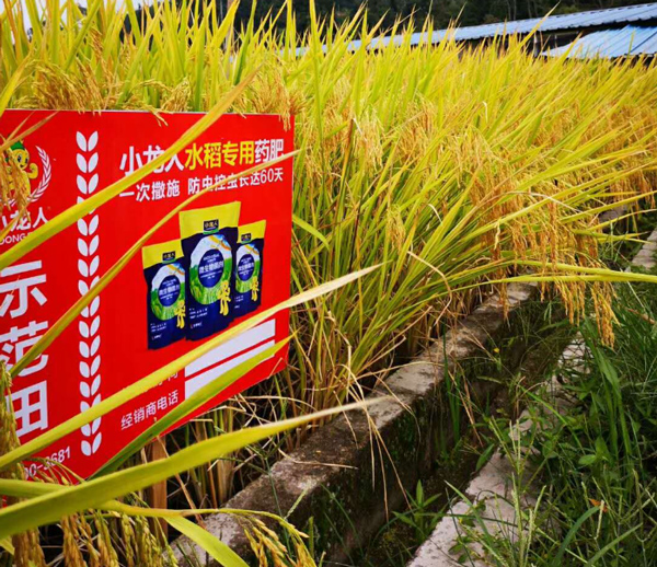 从分蘖到灌浆：水稻药肥如何全程护航作物长势