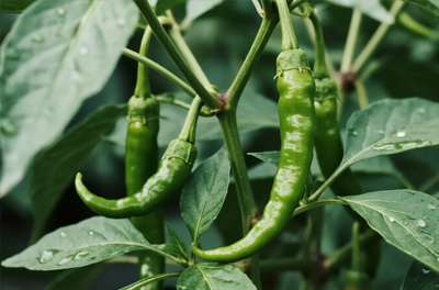 辣椒