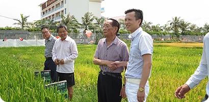 小龙人李总与袁隆平院士及专家团队在三亚超级稻攻关示范田探讨小龙人药钾肥的防虫抗病效果