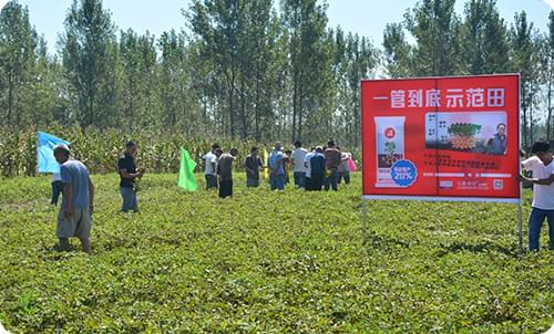 一管到底花生药肥