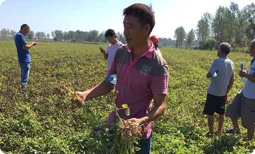 一管到底花生药肥