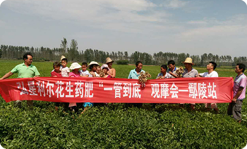 一管到底花生药肥观摩会鄢陵站