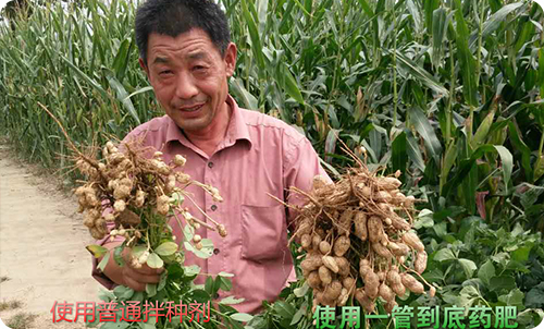 一管到底花生药肥