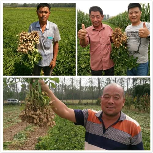 一管到底花生药肥