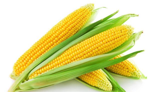 明年种子供需：玉米向好水稻走弱