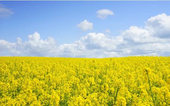 QQ浏览器截图20200428164041