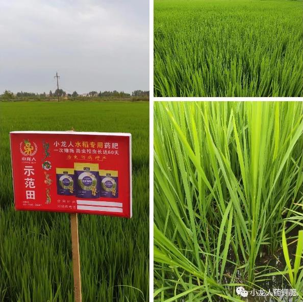 2019年第24场—监利县水稻药肥观摩会（高度认同篇）