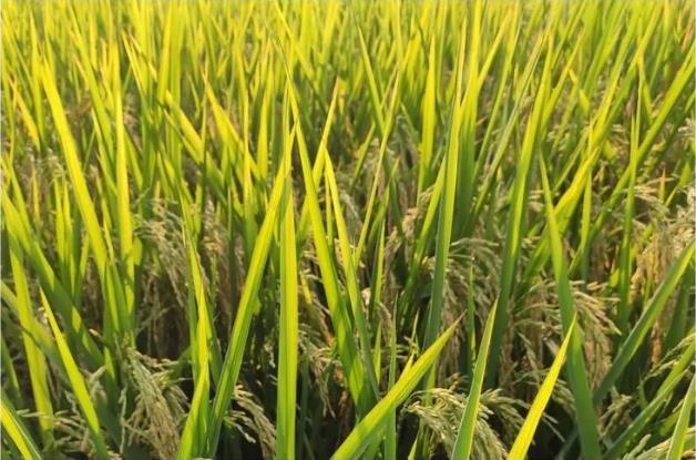 2019年天门市第26、27场——小龙人水稻药肥观摩会（400人参加）