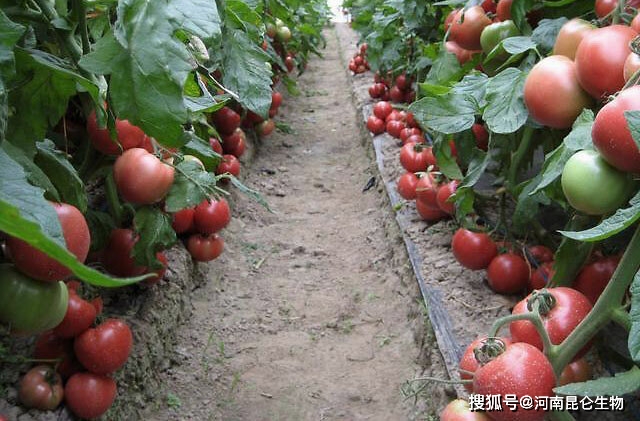 番茄死苗烂根、根腐病、土传病害预防