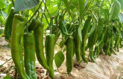 u=2255540535,1184404003&fm=26&gp=0