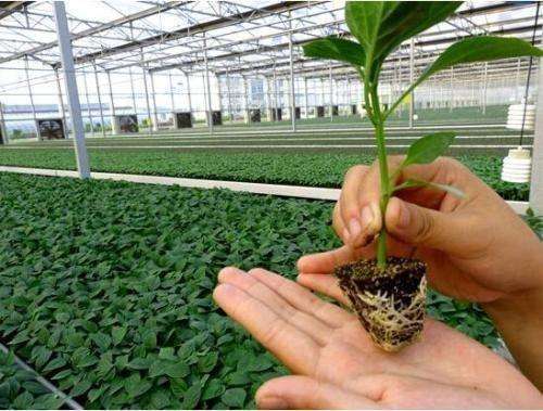 辣椒苗期 辣椒苗期