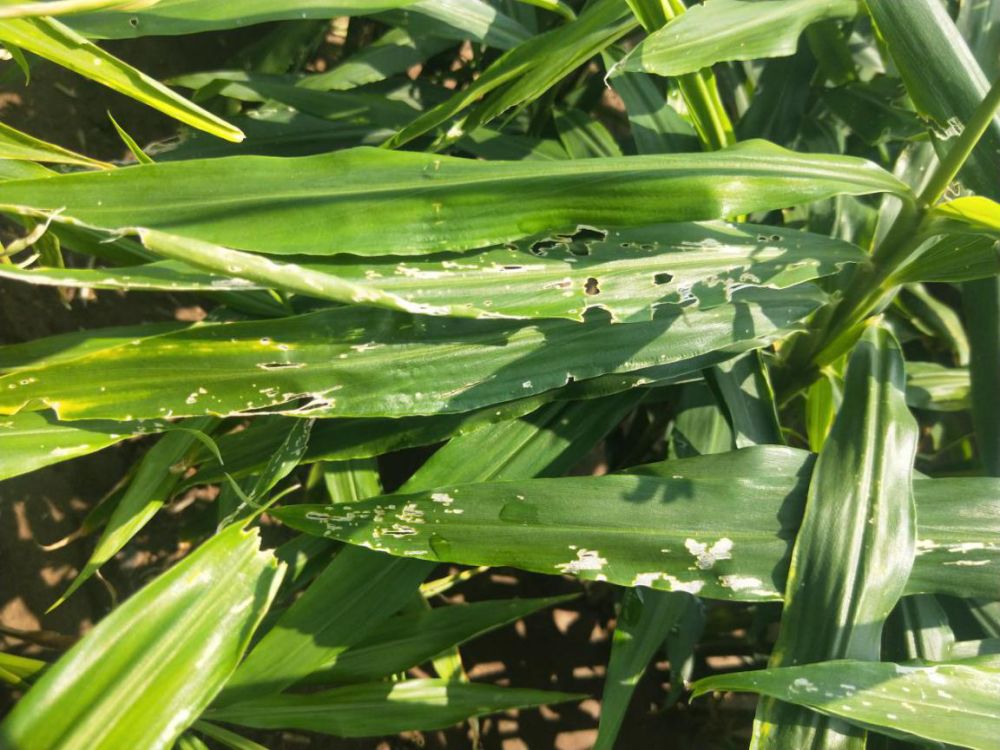 4ab99b94acd346b598e38c4584263c6a