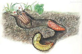 mp43946207_1448347888225_2