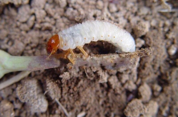 mp43946207_1448347888225_3_th