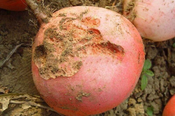 mp43946207_1448347888225_4