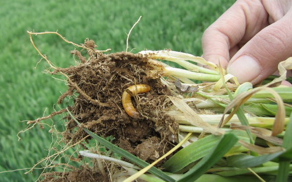 mp43946207_1448347888225_5