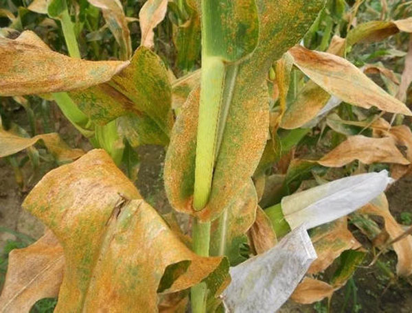 玉米锈病1