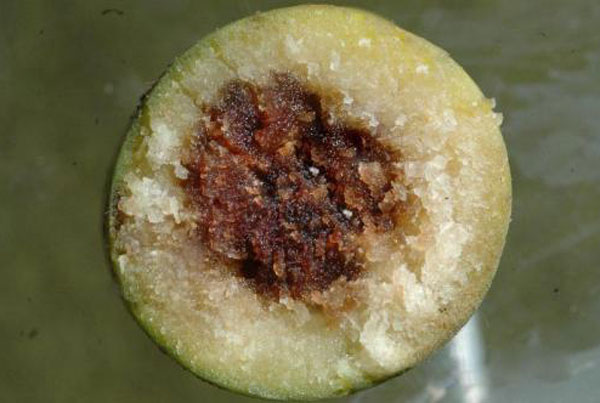 甘蔗凤梨病 甘蔗凤梨病