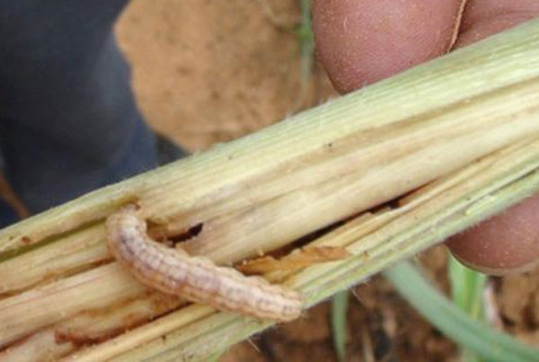 甘蔗螟虫 甘蔗螟虫