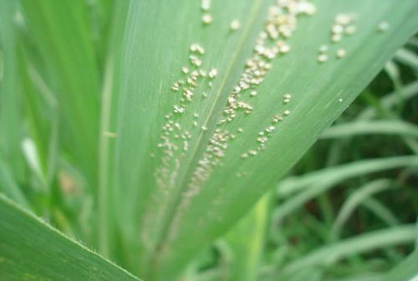 甘蔗棉蚜虫 甘蔗棉蚜虫