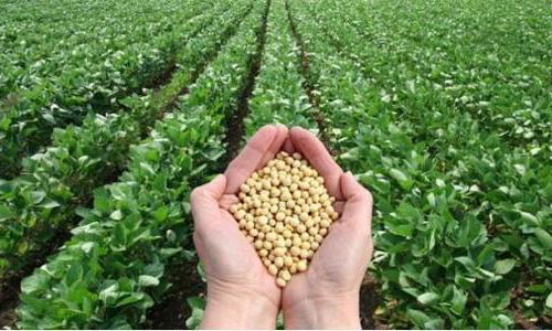 大豆1
