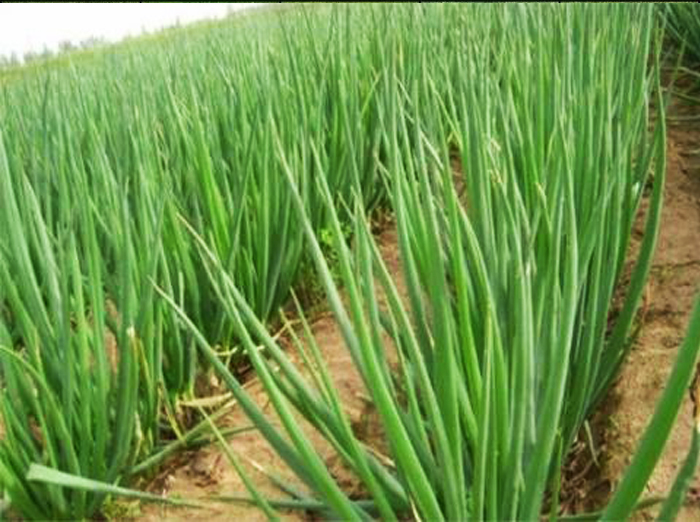 u=411911940,272452464&fm=11&gp=0