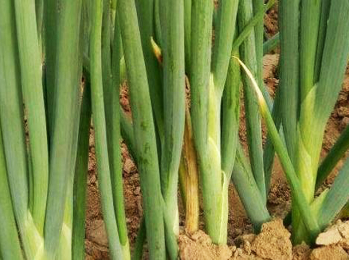 u=1371495328,4256287300&fm=11&gp=0