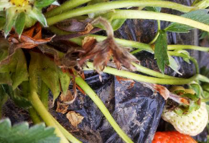 u=2358215817,2718499832&fm=26&gp=0