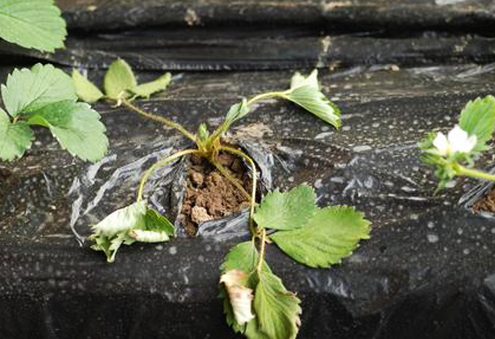 u=1445645308,2156185009&fm=15&gp=0