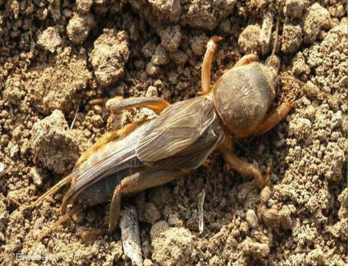 u=1060543470,346326657&fm=26&gp=0