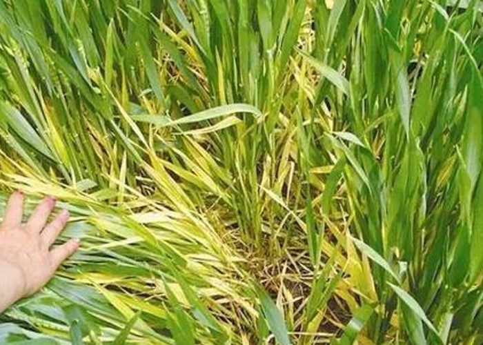 u=1808614943,343934662&fm=26&gp=0