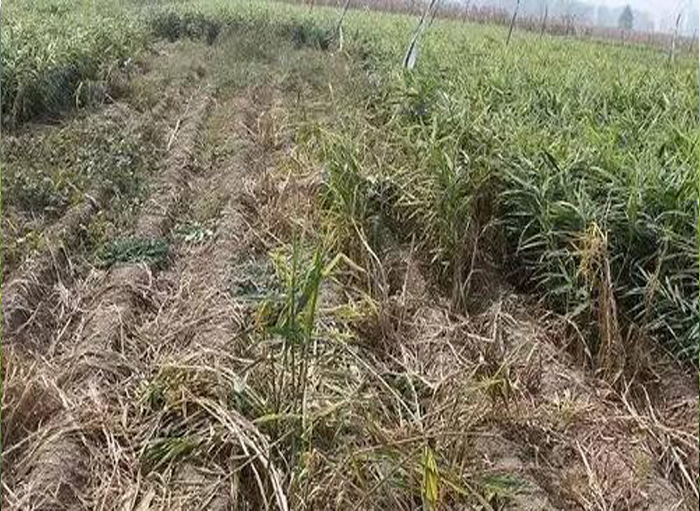 u=3353273395,3049915988&fm=15&gp=0