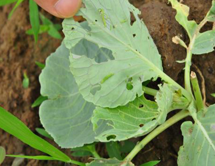 u=1200963442,571162012&fm=26&fmt=auto&gp=0