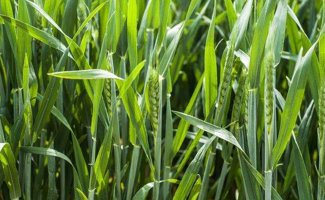 2022年早春小麦田间管理抓哪些？这几项一定要注意