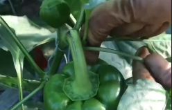 辣椒整枝光秃秃？别错了，辣椒整枝原则