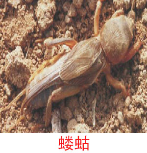 防治对象6