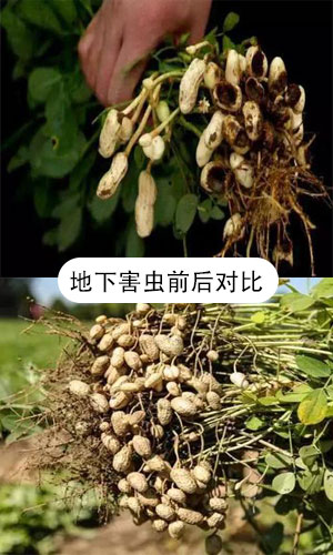 花生对比图1